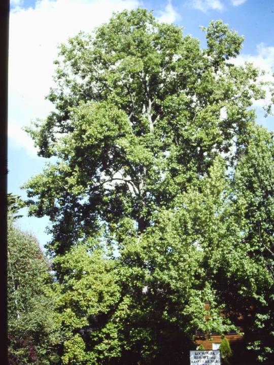 T11729 Liriodendron tulipfera