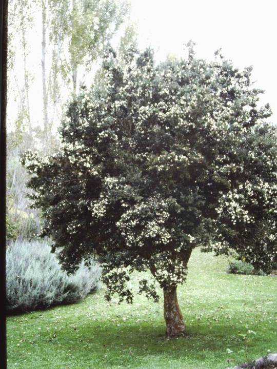T11648 Luma apiculata