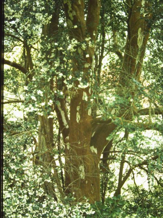T11666 Luma apiculata