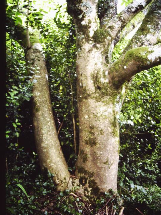 T12019 Magnolia campbellii