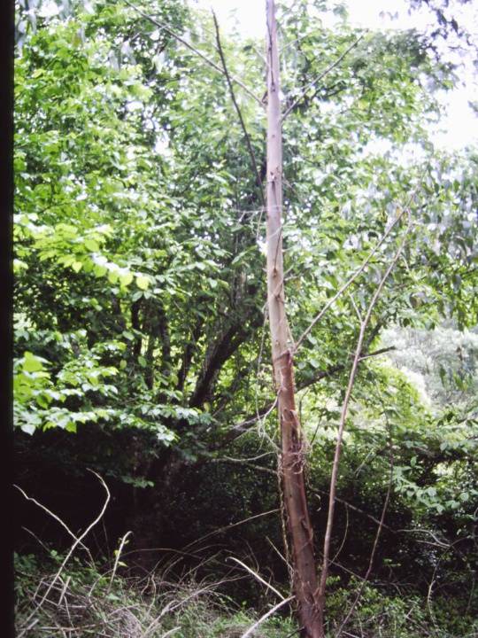 T12019 Magnolia campbellii