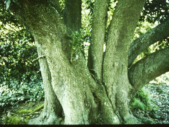 T11453 Picconia excelsa