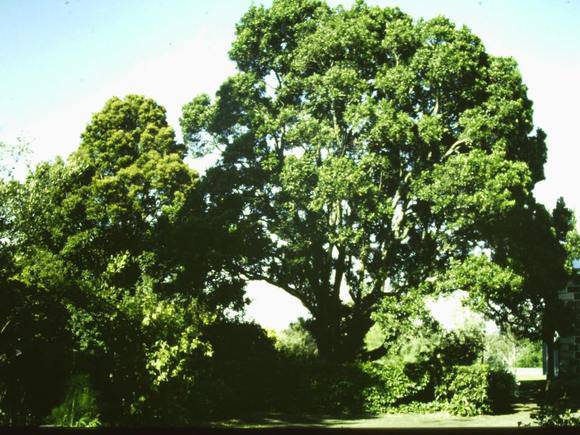 T11453 Picconia excelsa