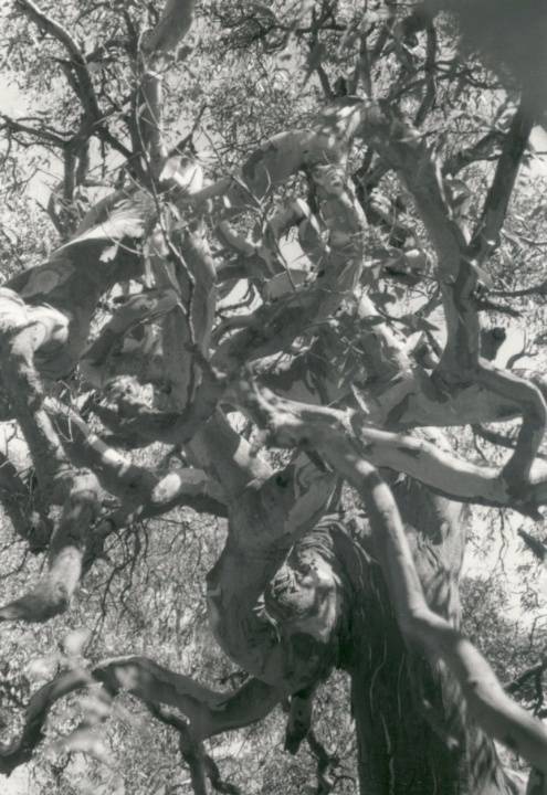 T11422 Eucalyptus camaldulensis 