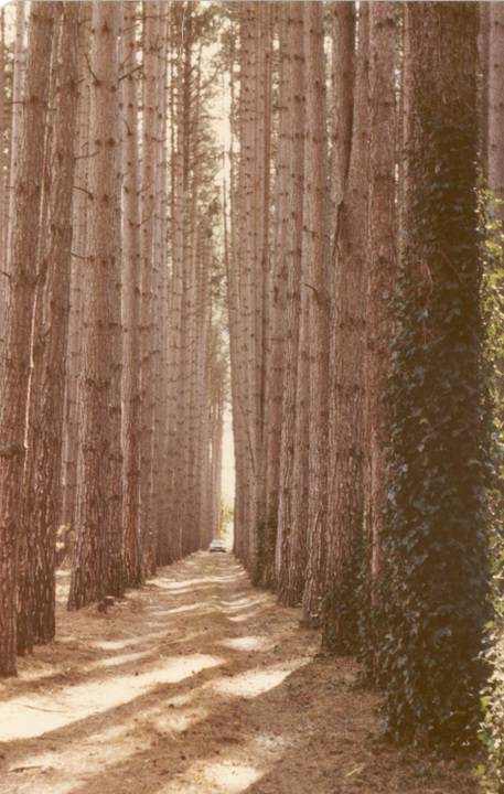 T11429 Pinus nigra var maritima