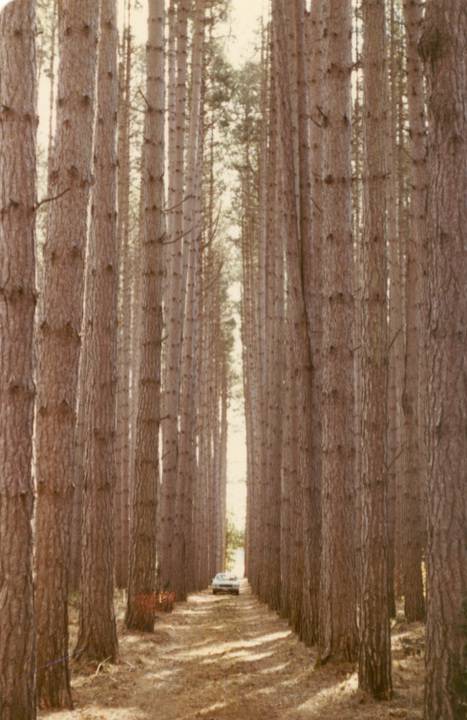 T11429 Pinus nigra var maritima