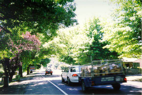 Healesville Street Trees