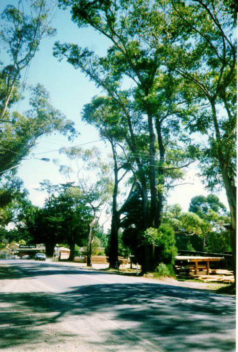 Millgrove WWI Avenue of Honour