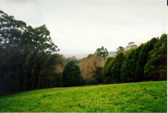 Mt Dandenong Arboretum