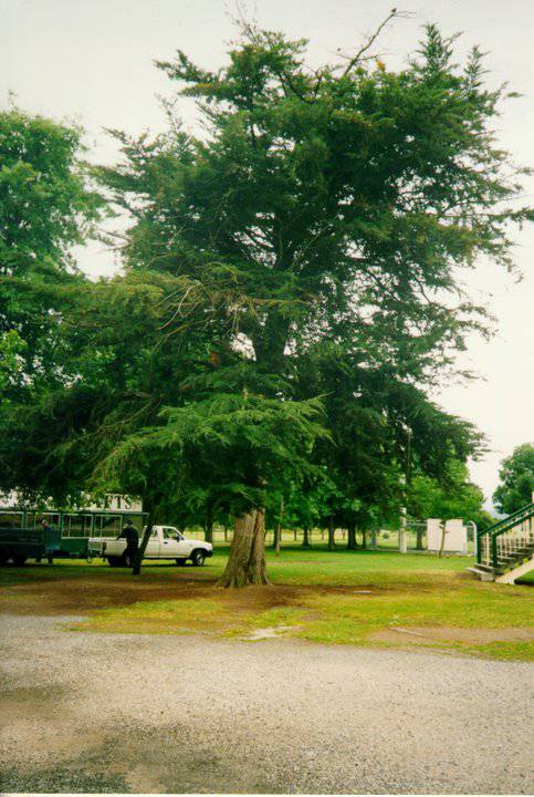 Old Oak Trees
