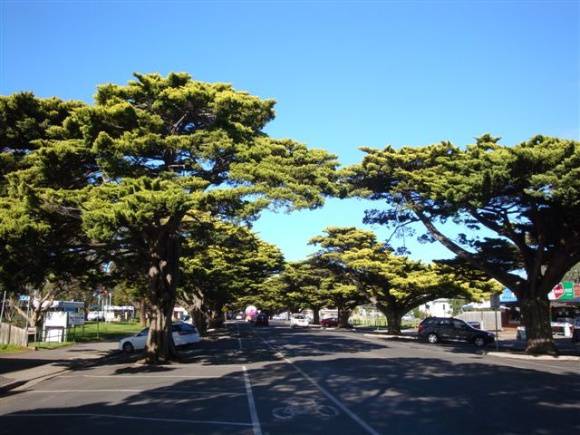 T12060 Hesperocyparis macrocarpa 'Horizontalis Aurea'