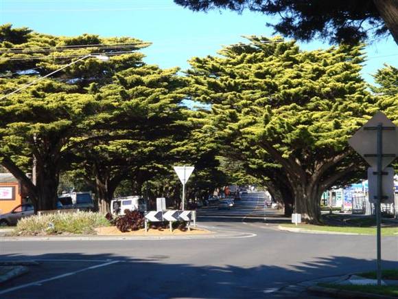 T12060 Hesperocyparis macrocarpa 'Horizontalis Aurea'