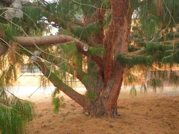T12154 Pinus patula