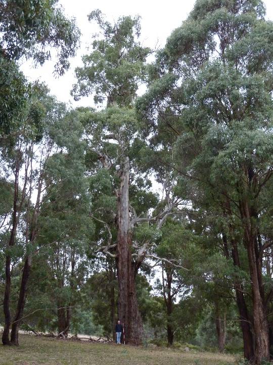 T12157 Eucalyptus viminalis