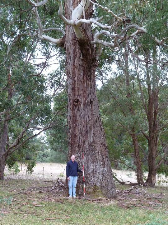 T12157 Eucalyptus viminalis