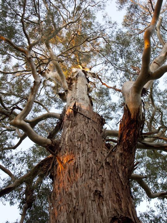 T12157 Eucalyptus viminalis