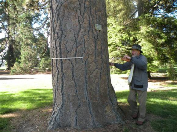 T11294 Pinus ponderosa 
