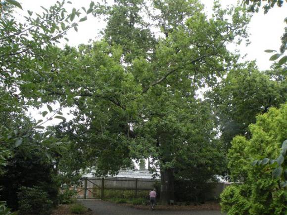 T11298 Quercus robur 
