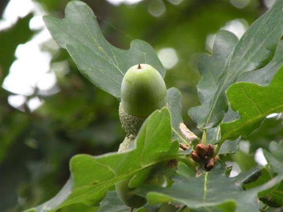 T11298 Quercus robur 