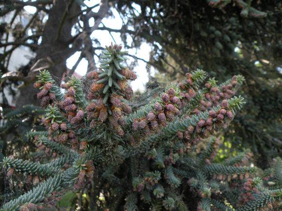 T11328 Abies pinsapo 