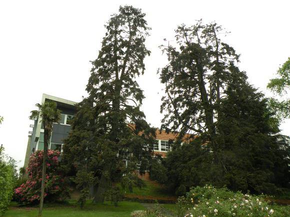 T11328 Abies pinsapo 