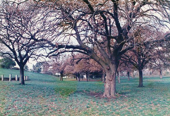 T11471 Quercus macrolepis 