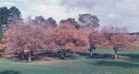 T11471 Quercus macrolepis 
