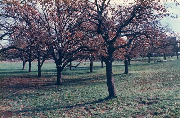 T11471 Quercus macropepis 