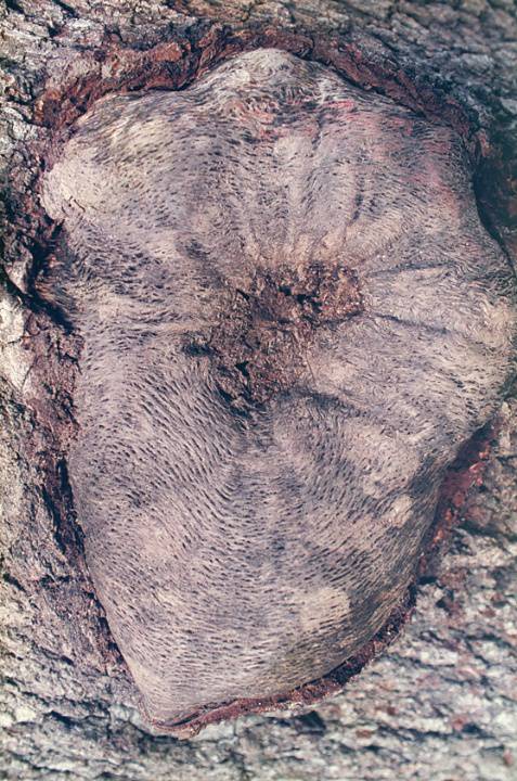 T11471 Quercus macrolepis Trunk 