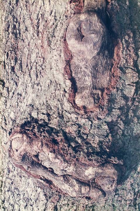 T11471 Quercus macrolepis Trunk 