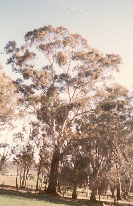 T11473 Eucalyptus leucoxylon