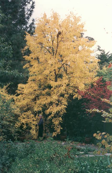 T11472 Tilia petiolaris 'Pendula'