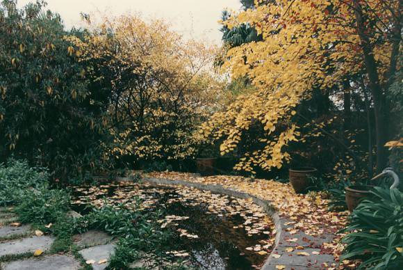 T11472 Tilia petiolaris 'Pendula'