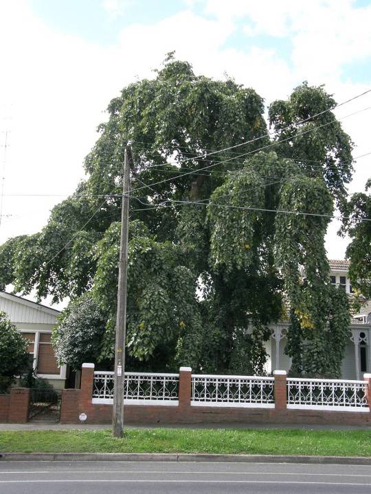 T11332 Ulmus glabra 'Camperdownii'
