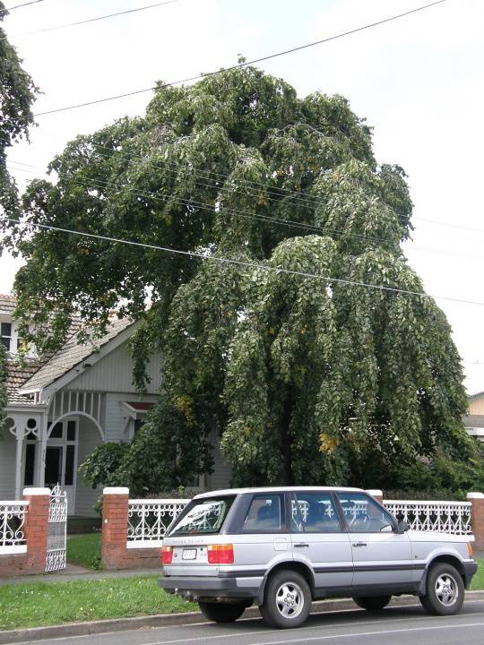 T11332 Ulmus glabra 'Camperdownii'