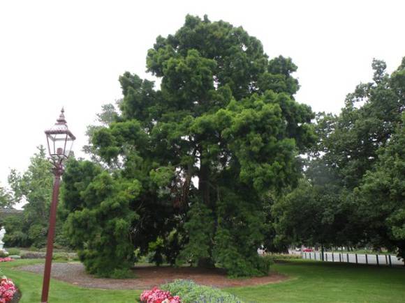T11303 Taxodium distichum