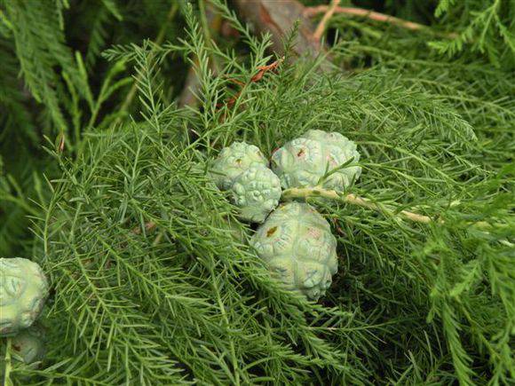 T11303 Taxodium distichum leaves and fruit