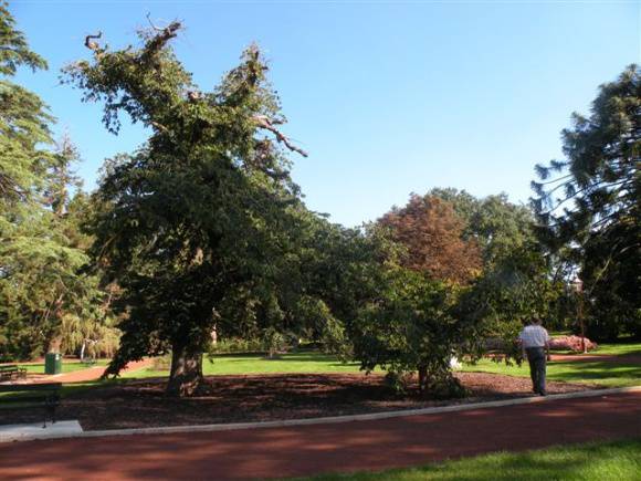 T11304 Ulmus glabra 'Pendula'