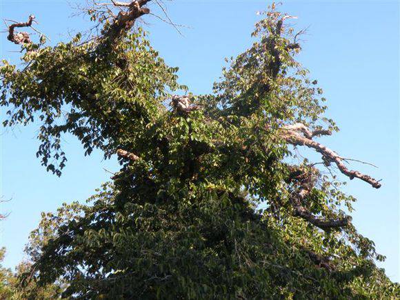 T11304 Ulmus glabra 'Pendula'