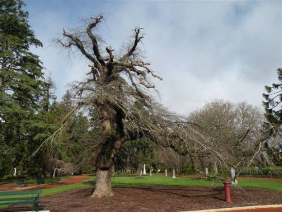 T11304 Ulmus glabra 'Pendula'