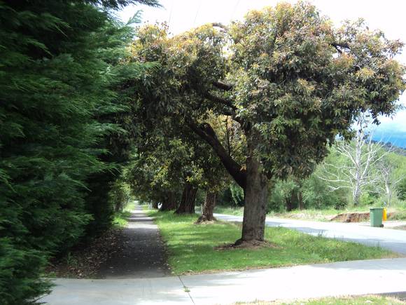 Wandin Memorial Plantation