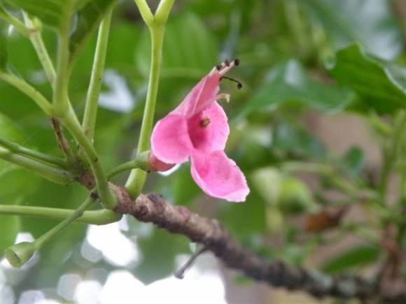 T11305 Vitex lucens Puriri
