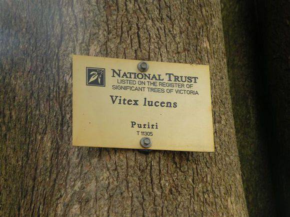 T11305 Vitex lucens Puriri