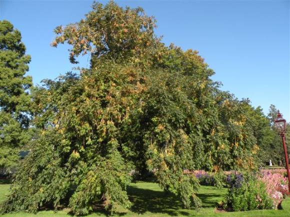 T11306 Fraxinus excelsior 'Pendula' 