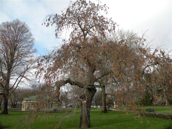 T11306 Fraxinus excelsior 'Pendula'  