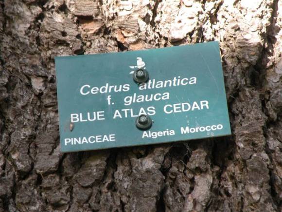 Cedrus atlantica f. glauca 