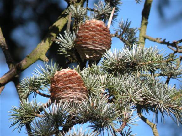 Cedrus atlantica f. glauca 