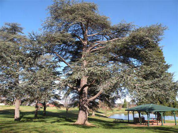 Cedrus atlantica f. glauca