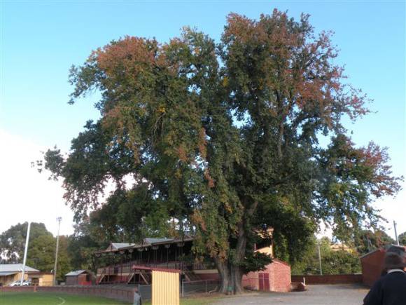 T11316 Ulmus x hollandica
