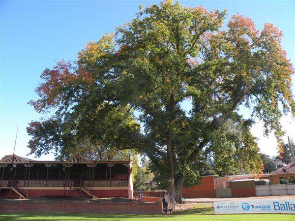 T11316 Ulmus x hollandica